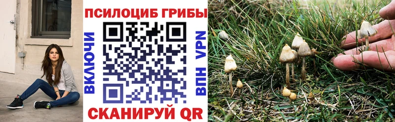 гидра ССЫЛКА  Тутаев  Галлюциногенные грибы мицелий 